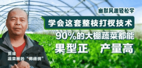 90%的大棚蔬菜都能国型正 产量高
